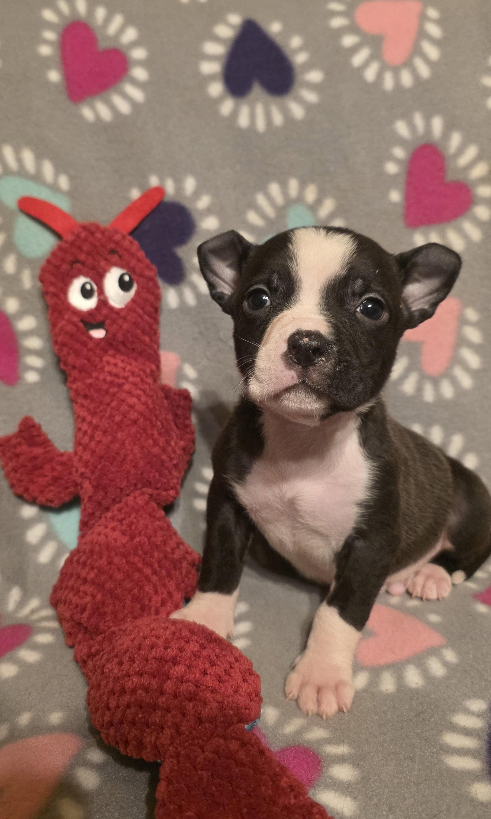 Splash, Adoptable, Young Male Pit Bull Terrier.