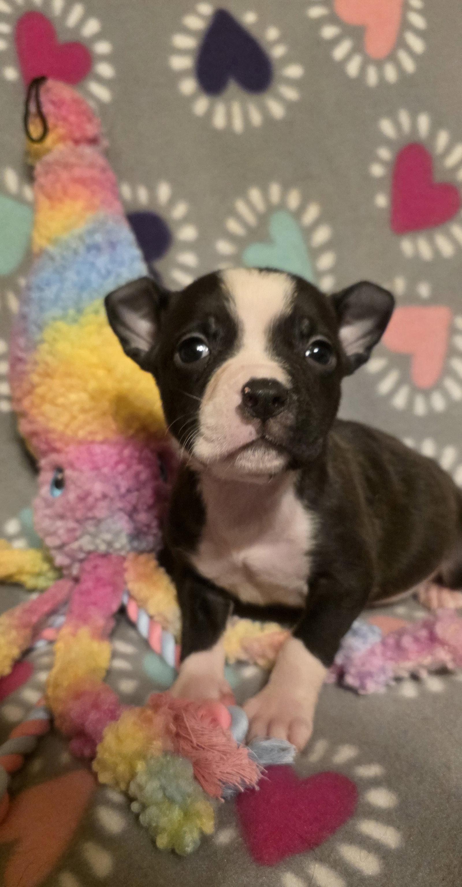 Enlarge Splash, a Adoptable Pit Bull Terrier in Elgin, IL image 2/3