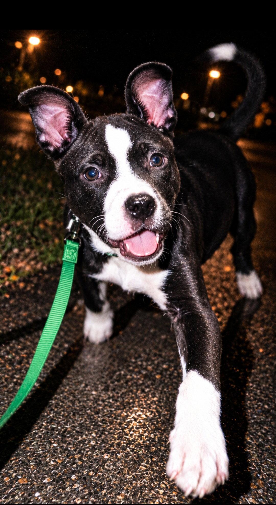 Enlarge Splash, a Adoptable Pit Bull Terrier in Elgin, IL image 2/3
