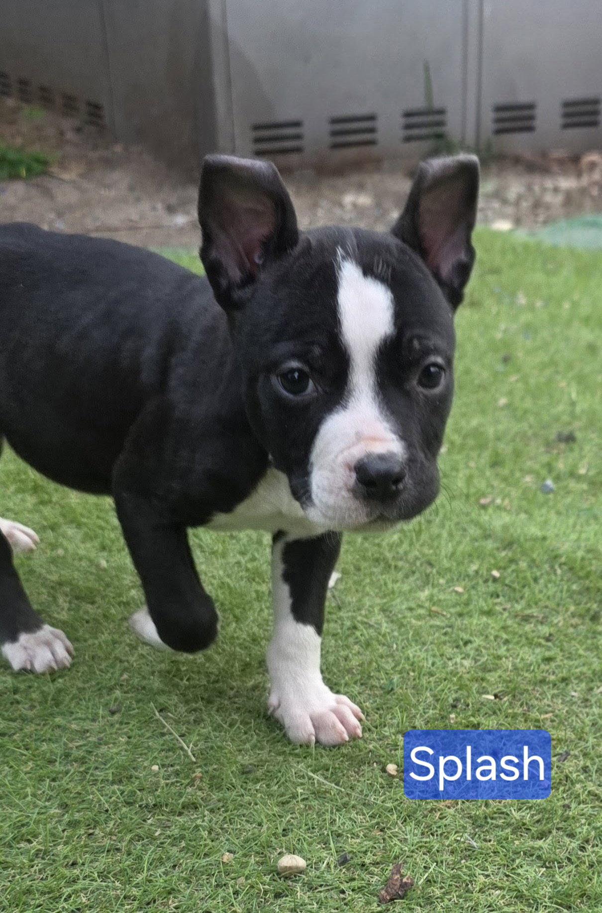 Enlarge Splash, a Adoptable Pit Bull Terrier in Elgin, IL image 3/3