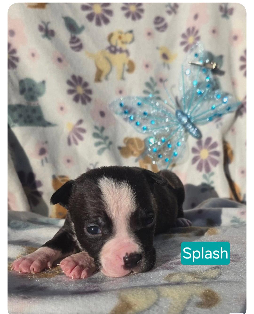 Enlarge Splash, a Adoptable Pit Bull Terrier in Elgin, IL image 3/3