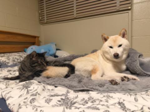 Hunter, a Adopted Domestic Short Hair in Champaign, IL image 1/3