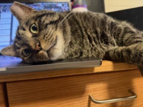 Hunter, a Adopted Domestic Short Hair in Champaign, IL image 2/3