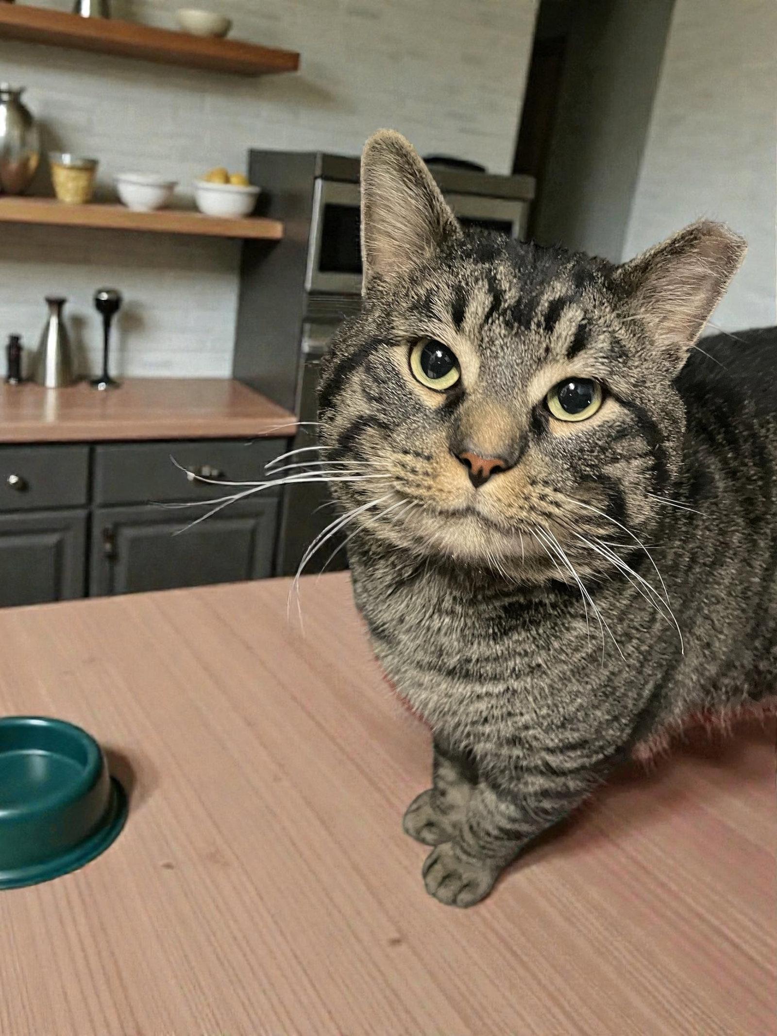 Hunter, a Adopted Domestic Short Hair in Champaign, IL image 3/3