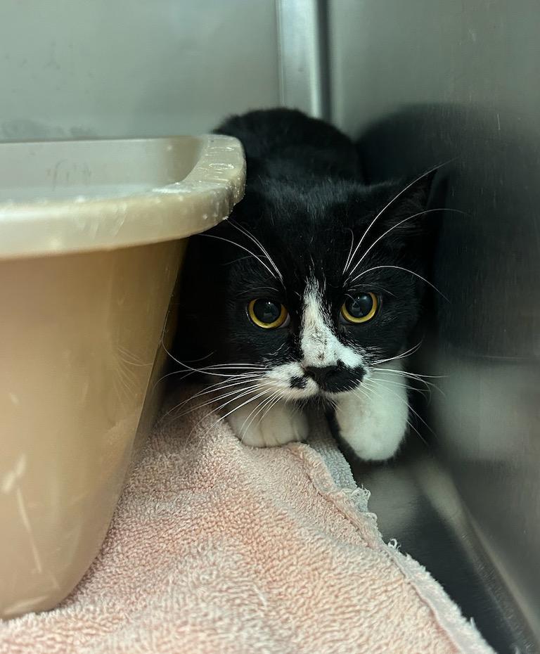 Enlarge Paisley, a Adoptable mixed breed in Liverpool, NY image 1/3