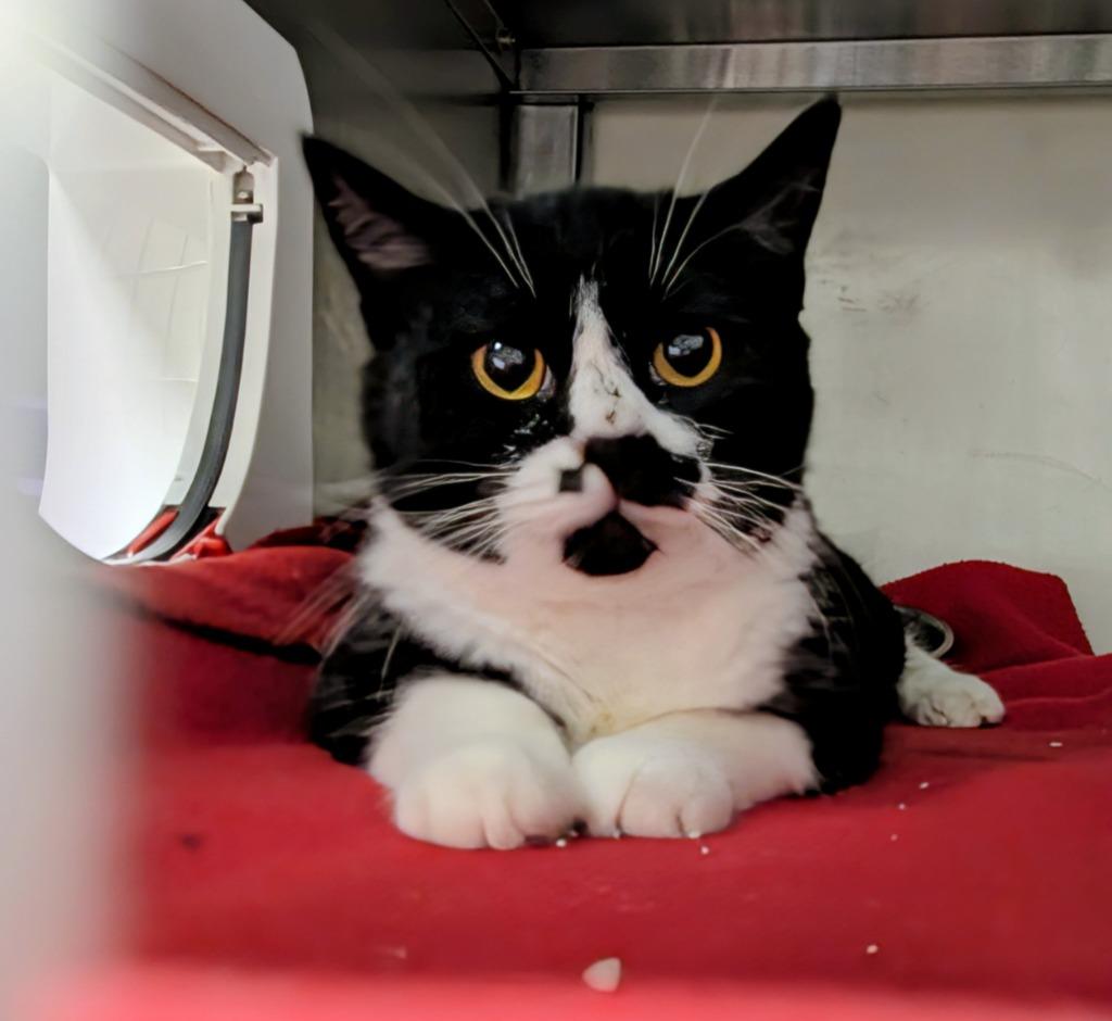 Enlarge Paisley, a Adoptable mixed breed in Liverpool, NY image 2/3