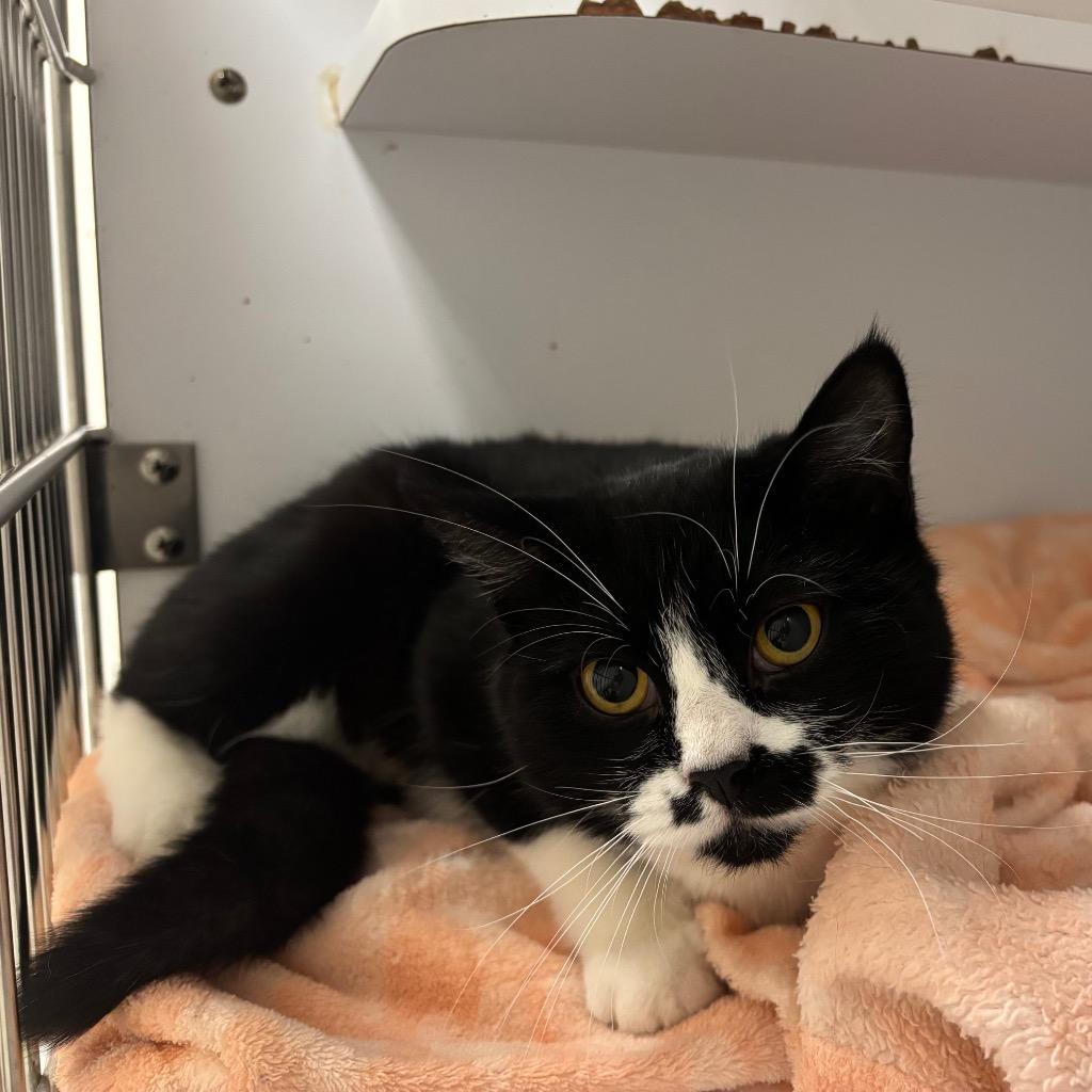 Enlarge Paisley, a Adoptable mixed breed in Liverpool, NY image 3/3