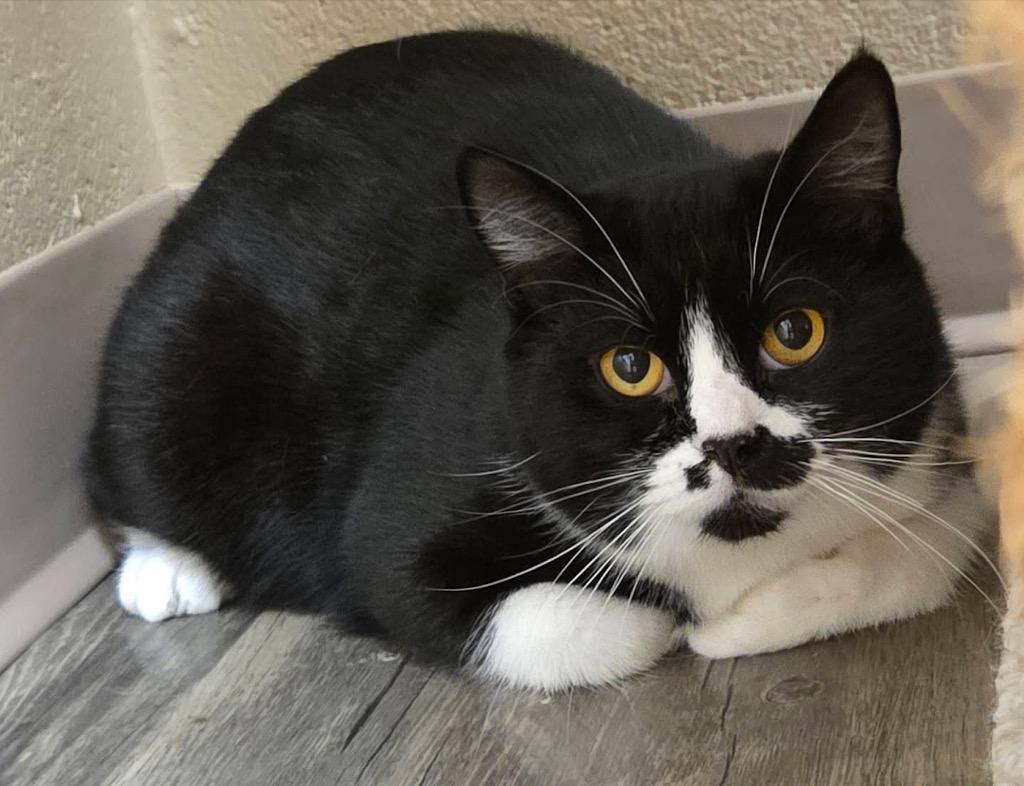 Enlarge Paisley, a Adopted mixed breed in Liverpool, NY image 1/4