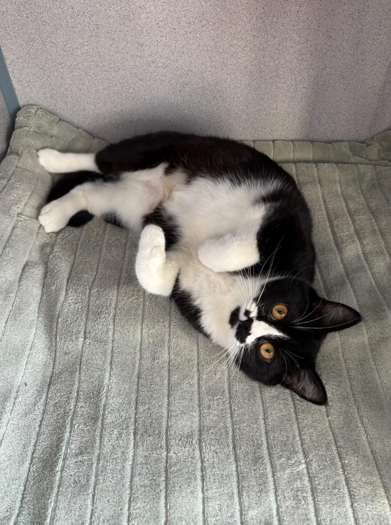 Enlarge Paisley, a Adopted mixed breed in Liverpool, NY image 3/4