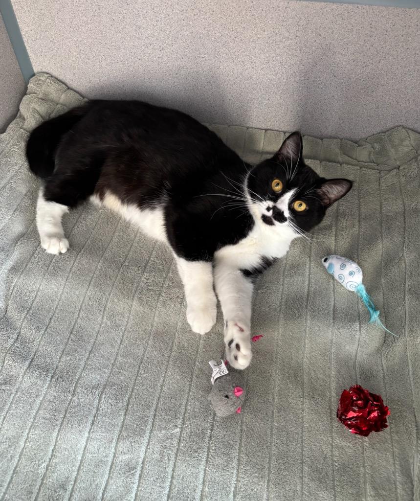 Enlarge Paisley, a Adopted mixed breed in Liverpool, NY image 4/4