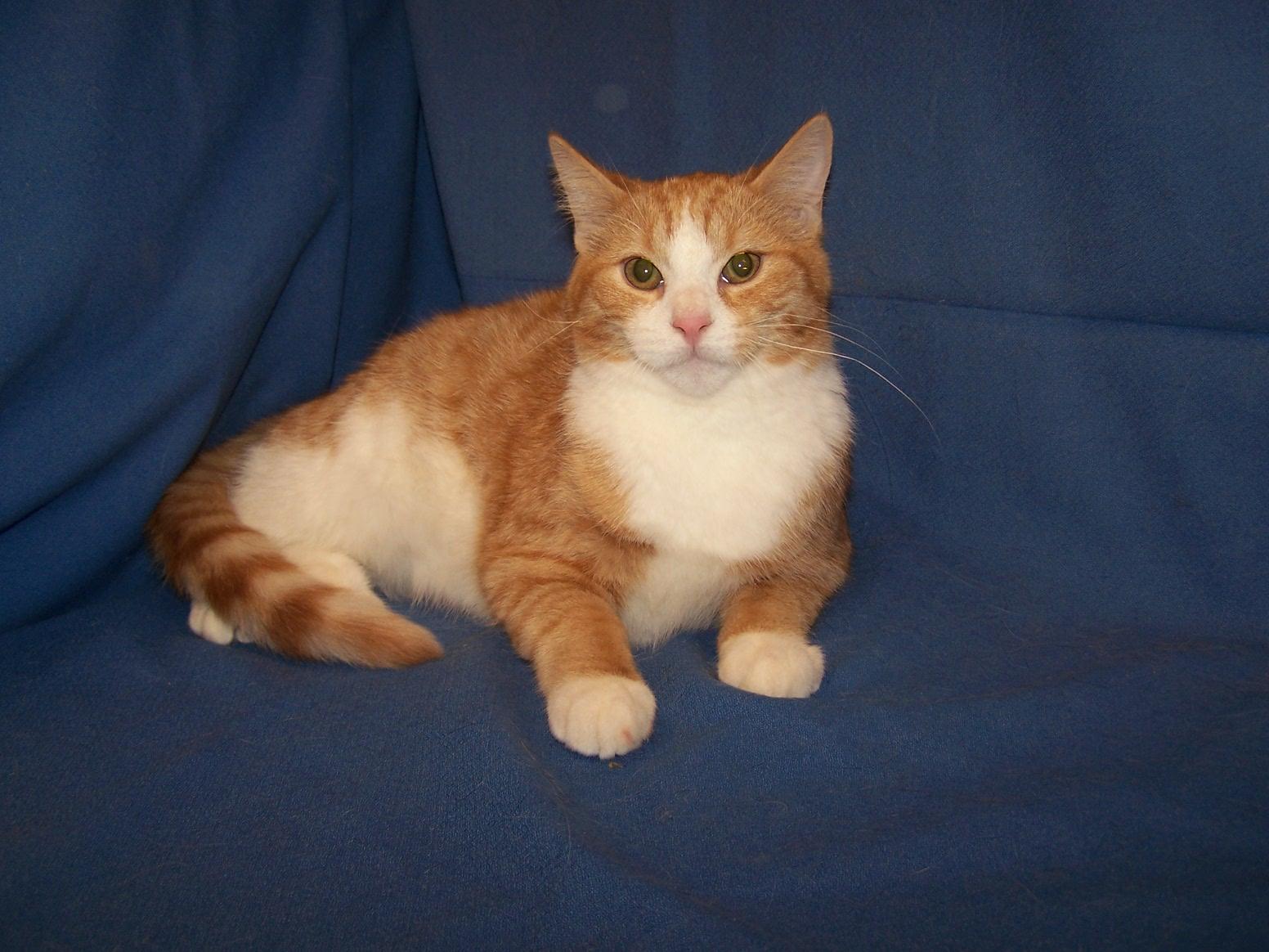 K-EPV4-Parrot, Adoptable, Young Male Domestic Short Hair.