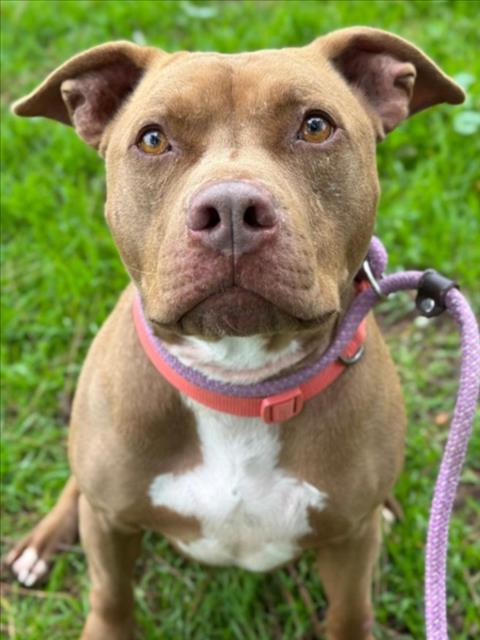 Enlarge *RUSTY, a Adoptable Pit Bull Terrier in Woodland, CA image 1/1