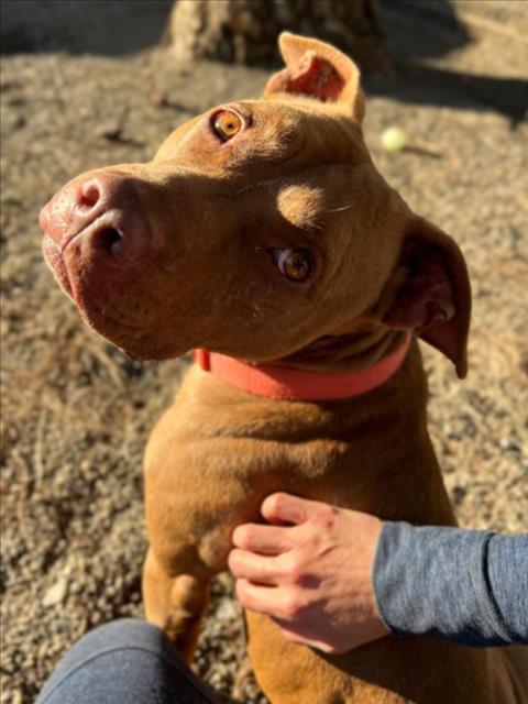 Enlarge *RUSTY, a Adoptable Pit Bull Terrier in Woodland, CA image 2/2