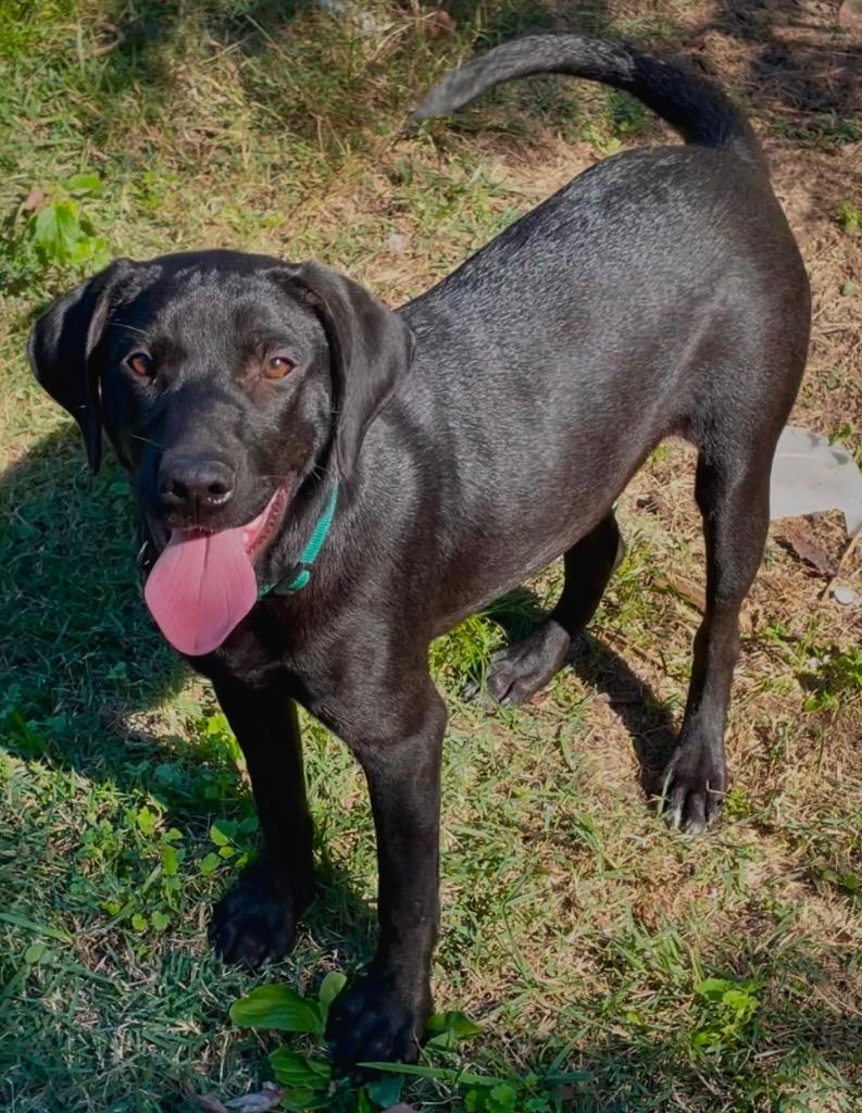 Enlarge Alvin, a Adoptable mixed breed in Little Rock, AR image 1/2