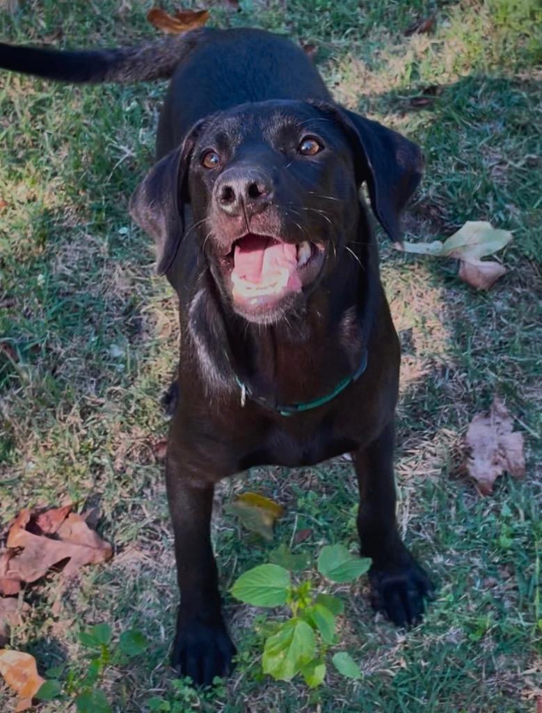 Alvin, Adoptable, Young Male Catahoula Leopard Dog & Mixed Breed.