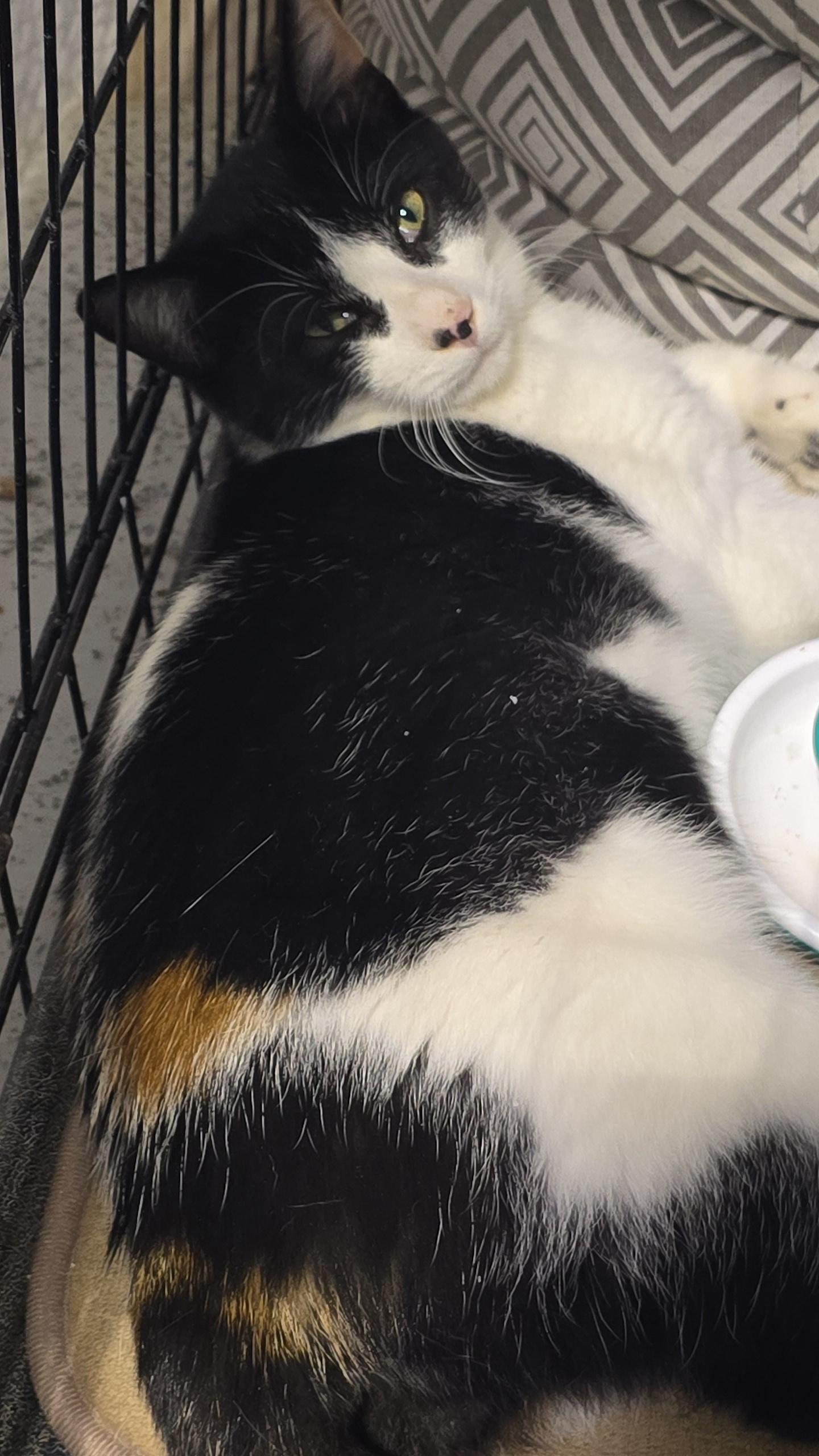 Jackson, a Adoptable Domestic Short Hair in Stevensville, ON image 1/2