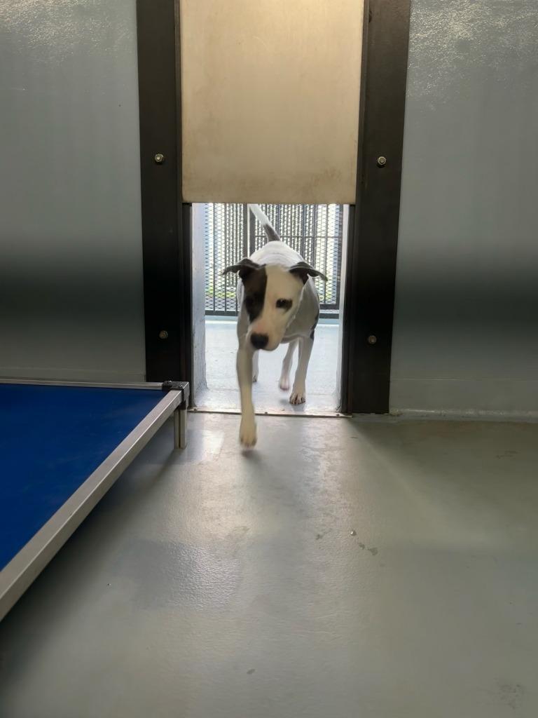 Nanook, Adoptable, Adult Female Mixed Breed.