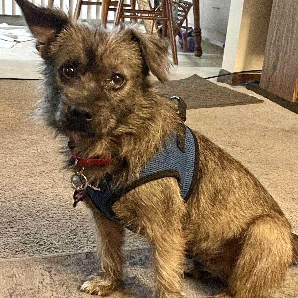 Missy, Adoptable, Adult Female Border Terrier & Shih Tzu.
