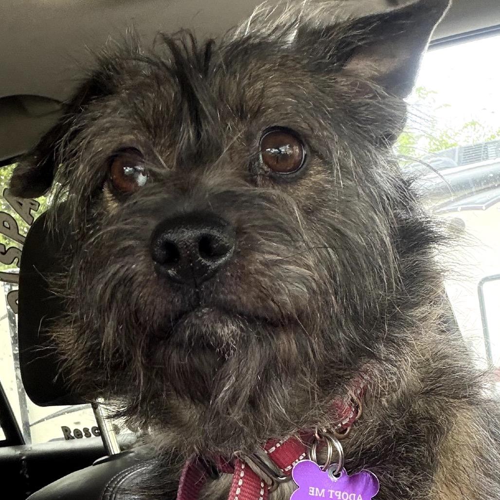 Enlarge Missy, a Adoptable mixed breed in Crystal, MN image 3/6