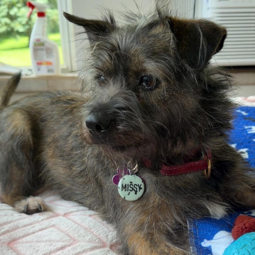 Enlarge Missy, a Adoptable mixed breed in Crystal, MN image 4/6