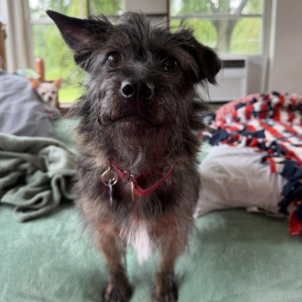 Enlarge Missy, a Adoptable mixed breed in Crystal, MN image 5/6