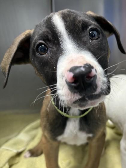 Enlarge Jeff, a Adoptable mixed breed in Cumming, GA image 1/3