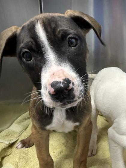 Enlarge Jeff, a Adoptable mixed breed in Cumming, GA image 2/3