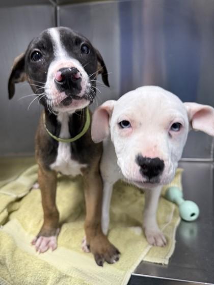 Enlarge Jeff, a Adoptable mixed breed in Cumming, GA image 3/3