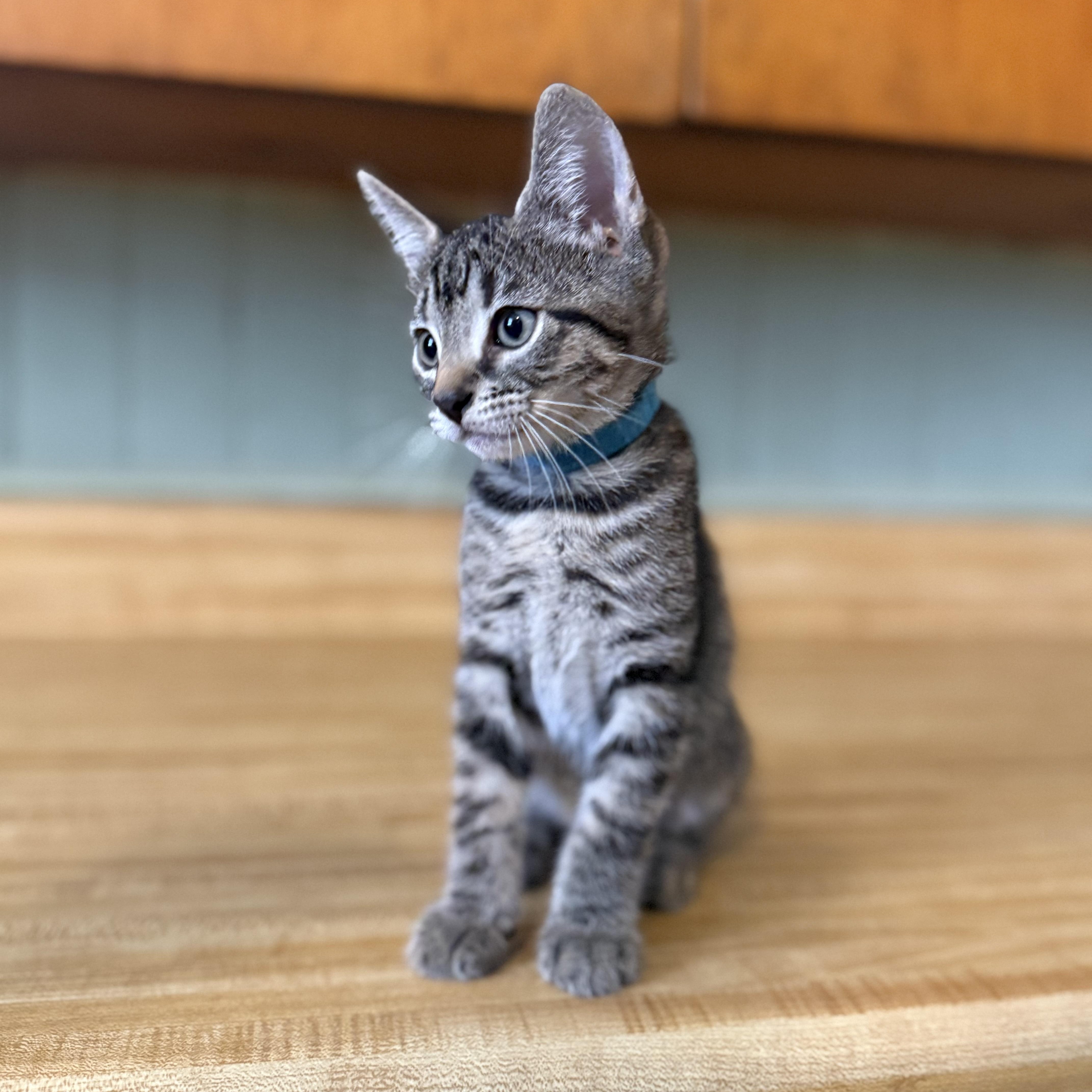 Enlarge Vegas, a Adoptable Domestic Short Hair in Clinton, NC image 3/3