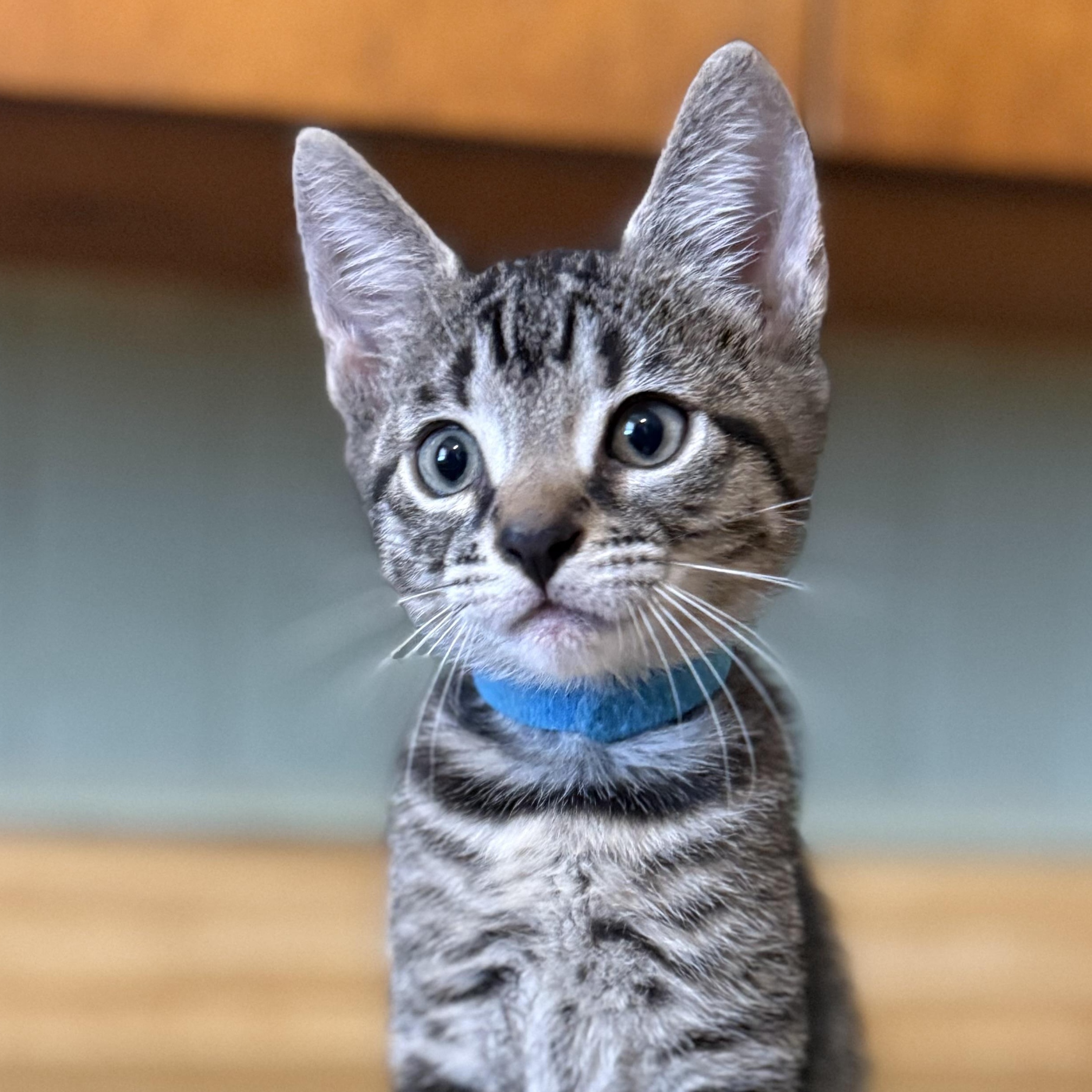 Enlarge Vegas, a Adoptable Domestic Short Hair in Clinton, NC image 1/3