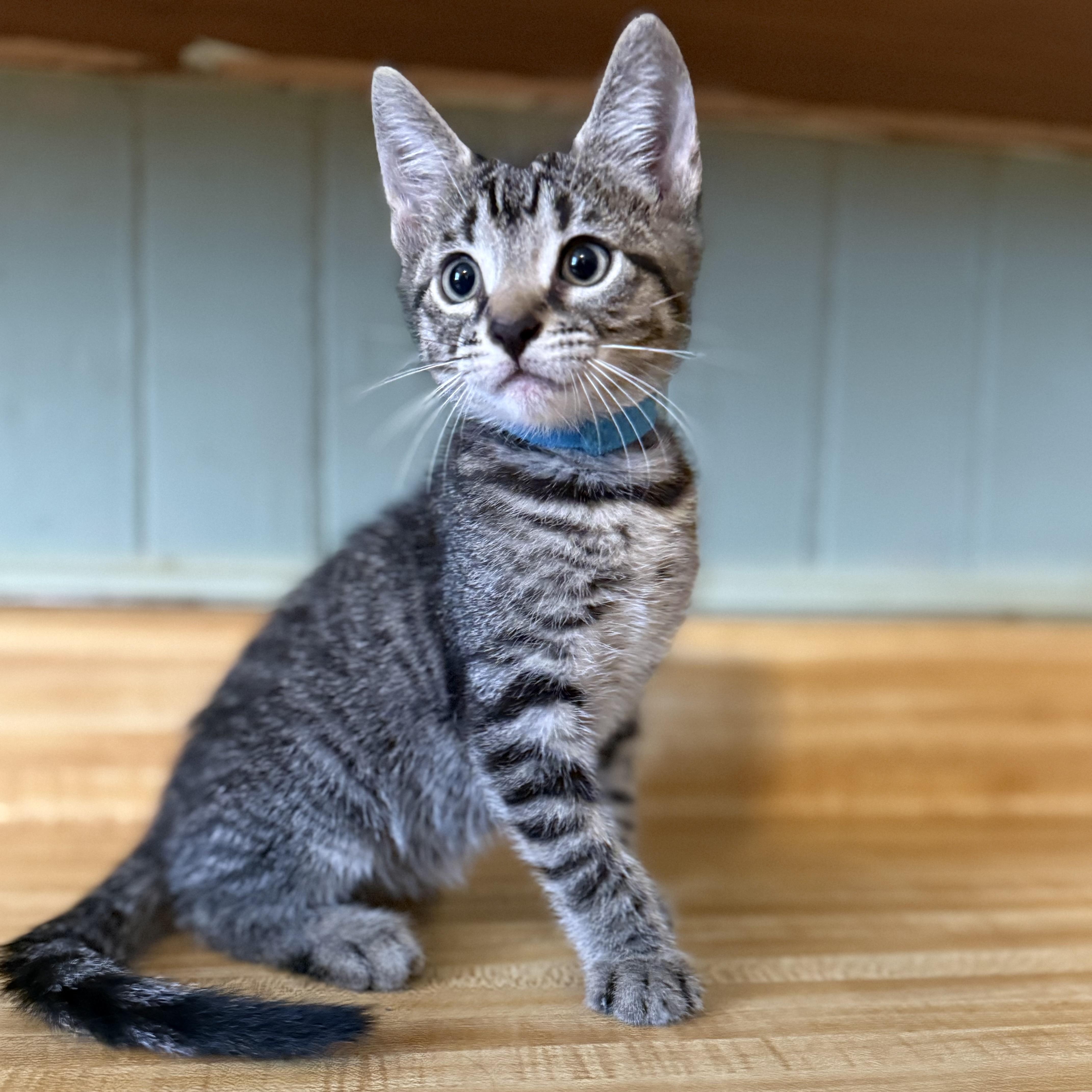 Enlarge Vegas, a Adoptable Domestic Short Hair in Clinton, NC image 2/3