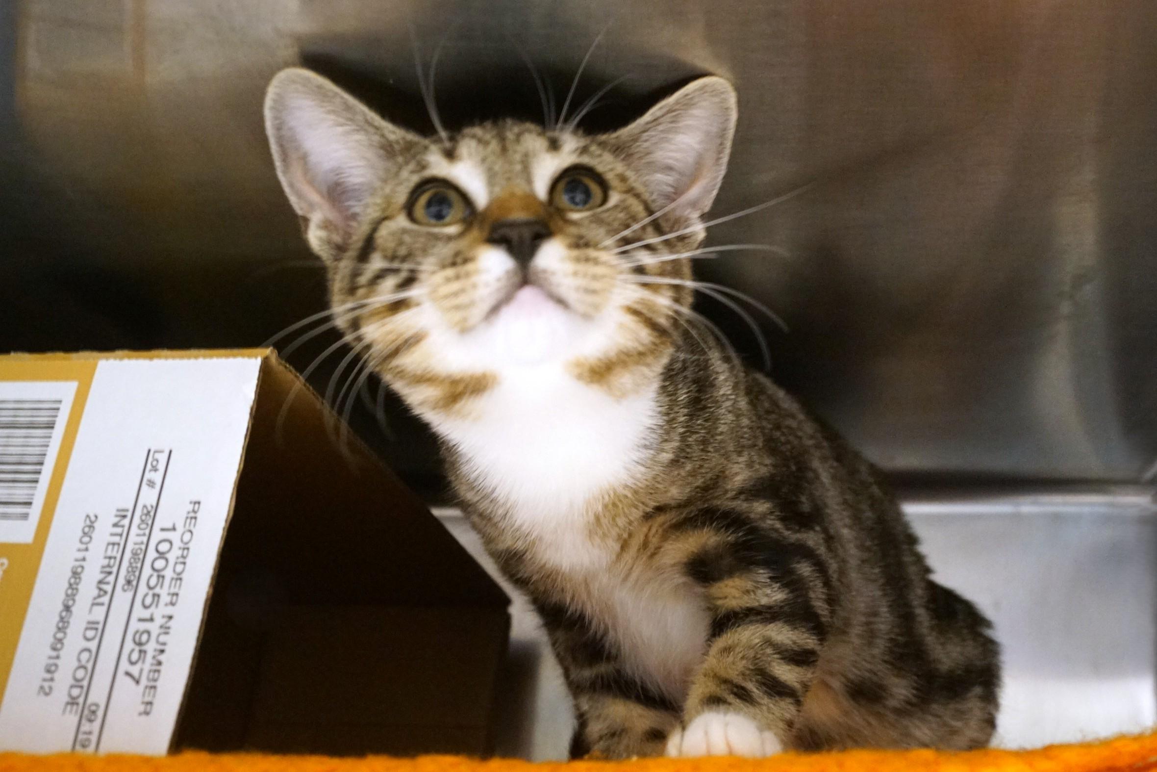 Enlarge Kitten 26-12 A, an adopted Tabby in New Milford, CT image 2/6