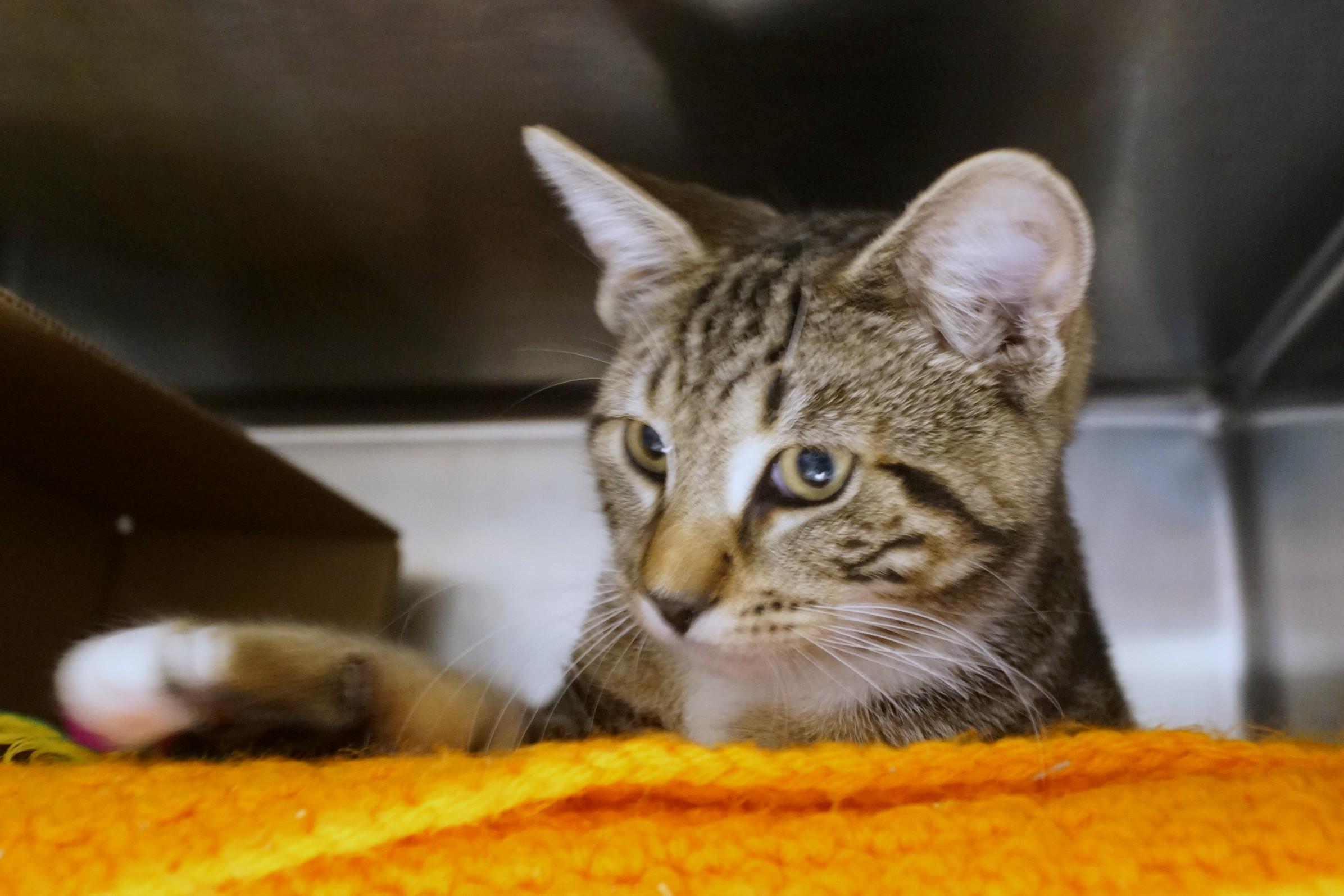 Enlarge Kitten 26-12 A, an adopted Tabby in New Milford, CT image 5/6