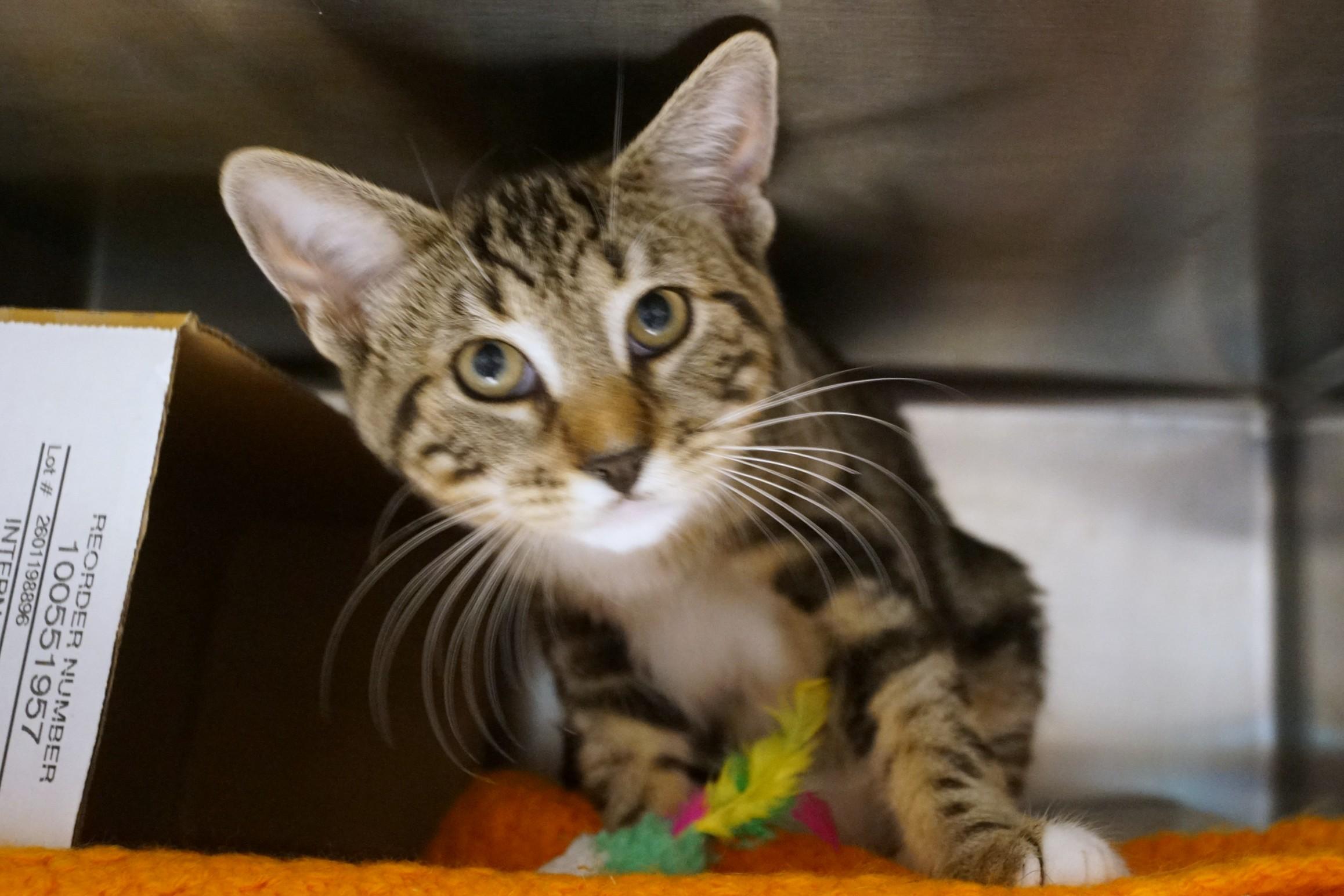 Enlarge Kitten 26-12 A, an adopted Tabby in New Milford, CT image 4/6