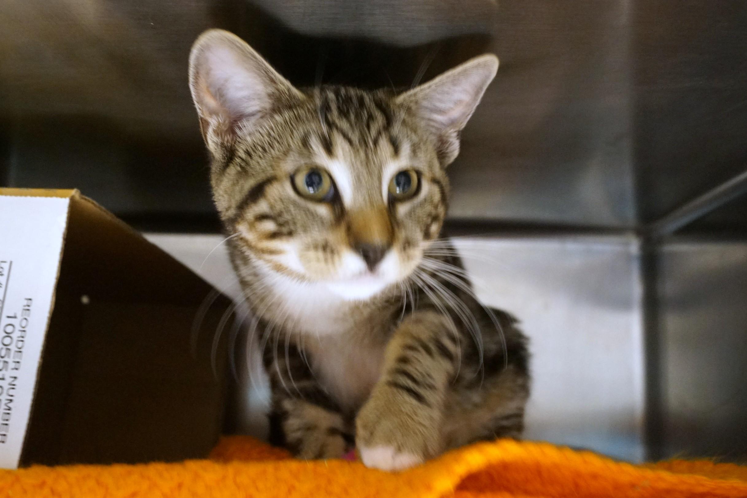 Enlarge Kitten 26-12 A, an adopted Tabby in New Milford, CT image 6/6