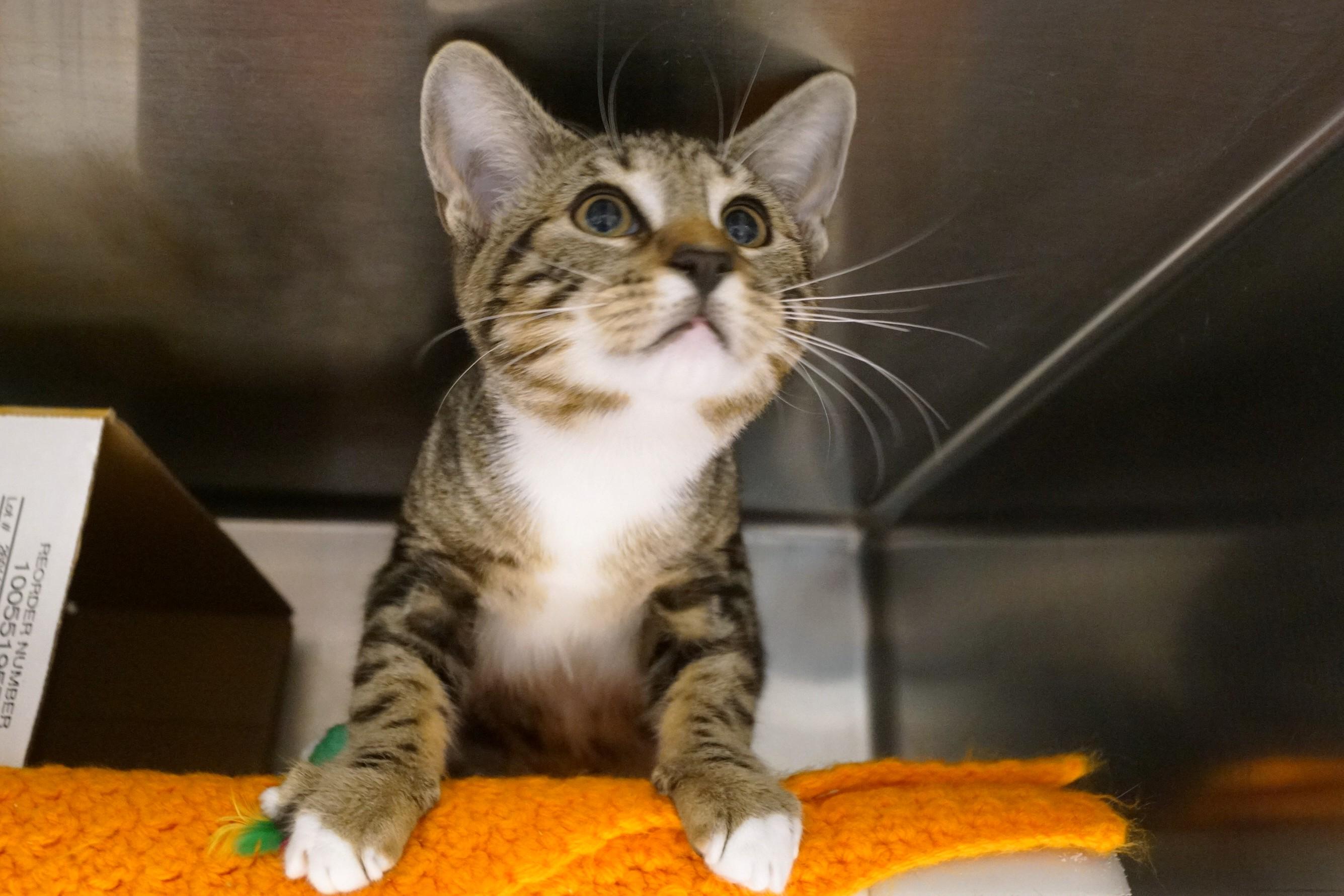 Enlarge Kitten 26-12 A, an adopted Tabby in New Milford, CT image 3/6