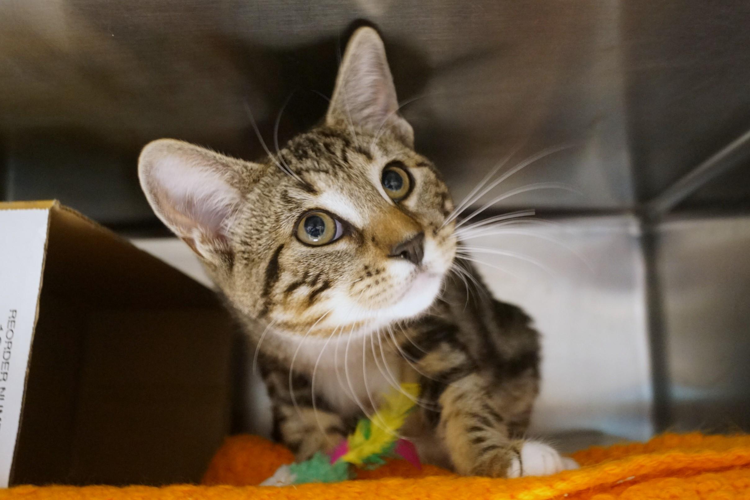 Kitten 26-12 A, adopted, Young Male Tabby.