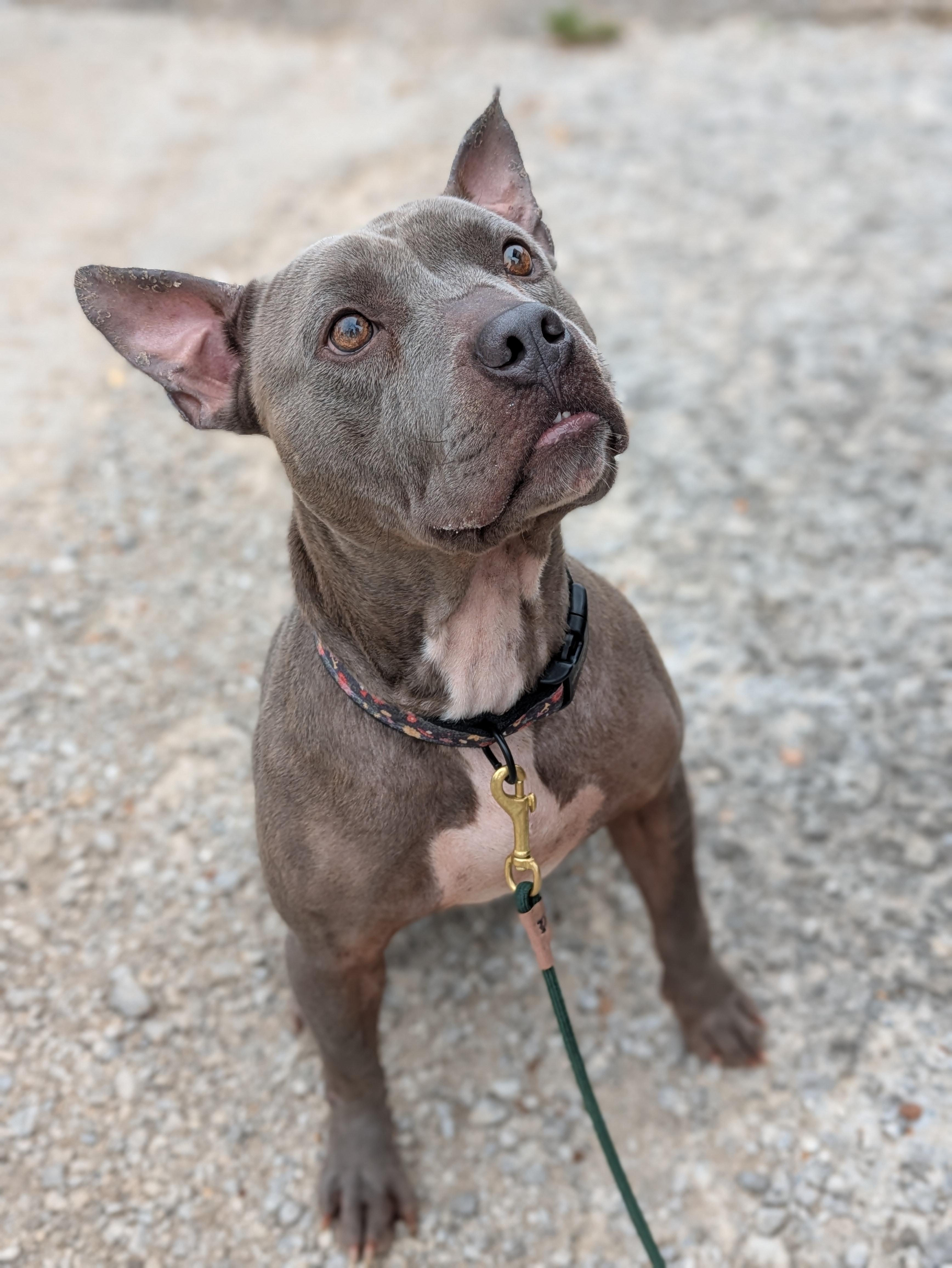 Friday, adoptable, Adult Male Mixed Breed.