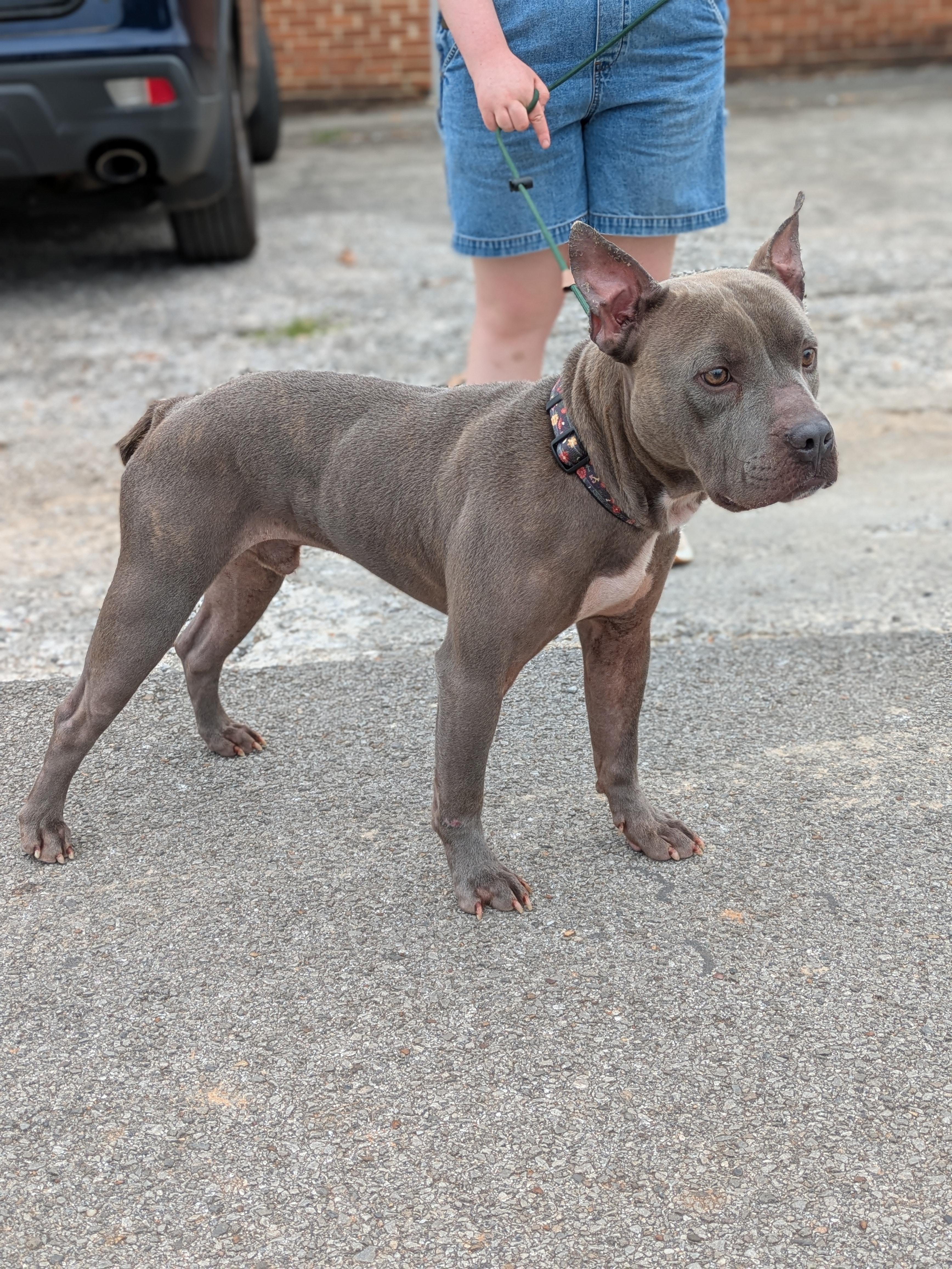 Friday, an adoptable mixed breed in Huntsville, AL image 5/5