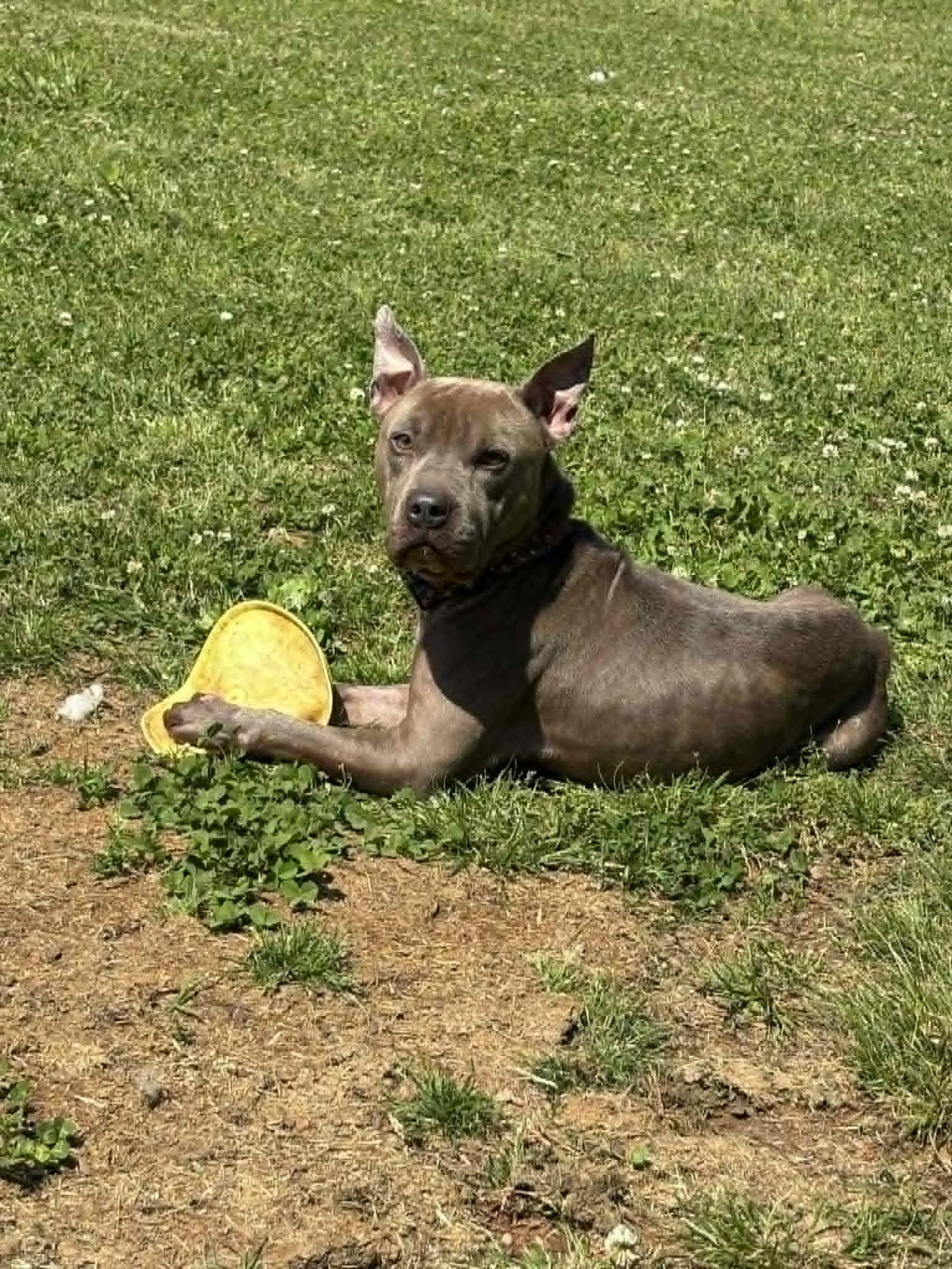 Friday, an adoptable mixed breed in Huntsville, AL image 2/5