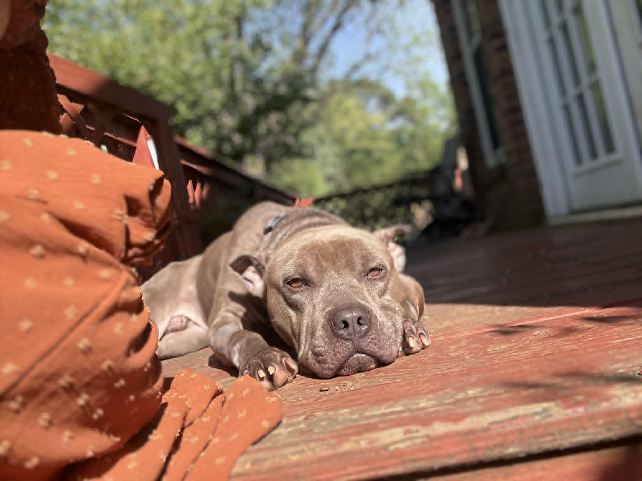 Friday, an adoptable mixed breed in Huntsville, AL image 4/5