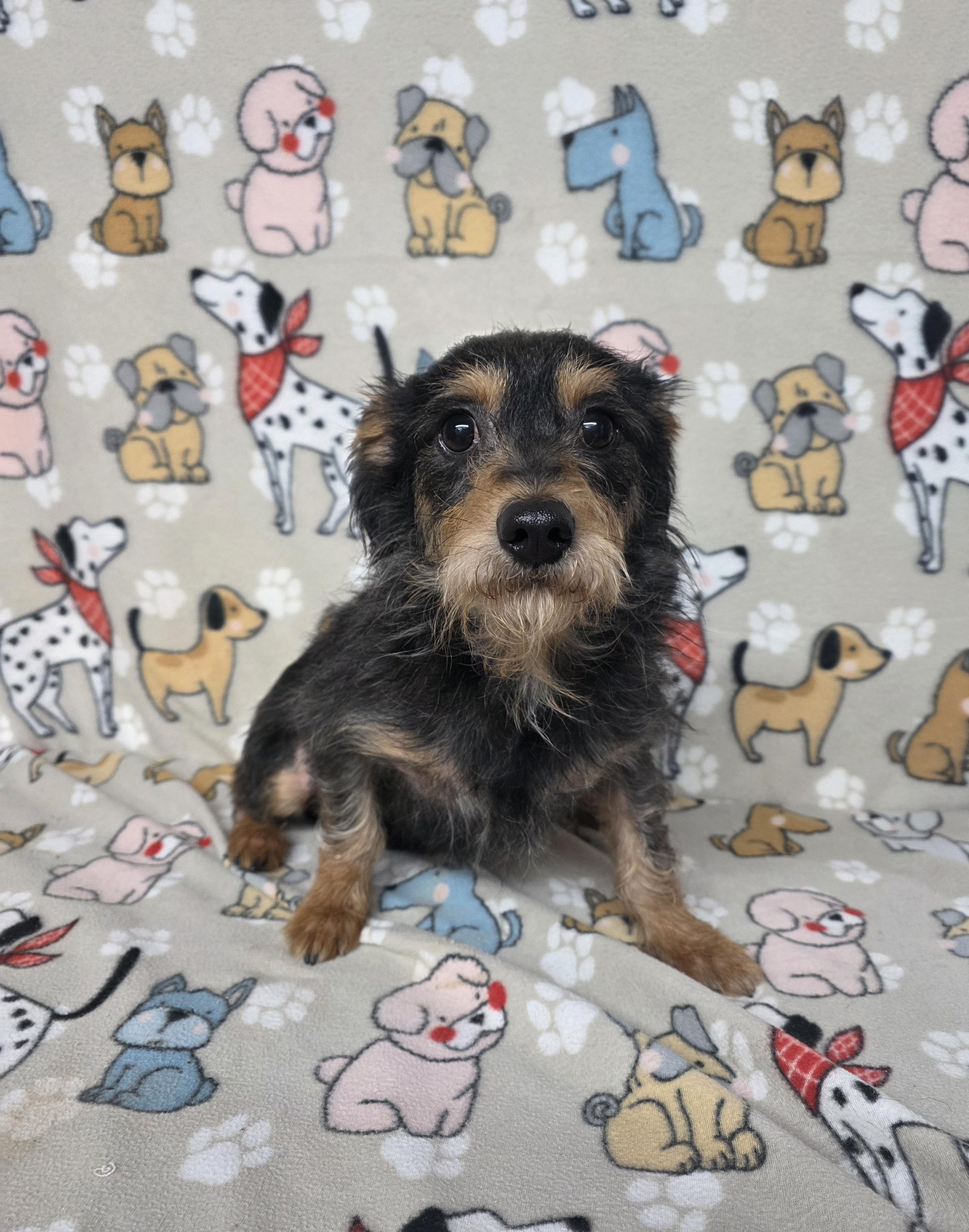 Slade, adopted, Adult Male Dachshund (Long Haired).