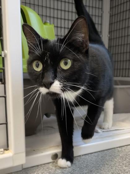 Elsie, Adoptable, Adult Female Domestic Short Hair & Domestic Short Hair.