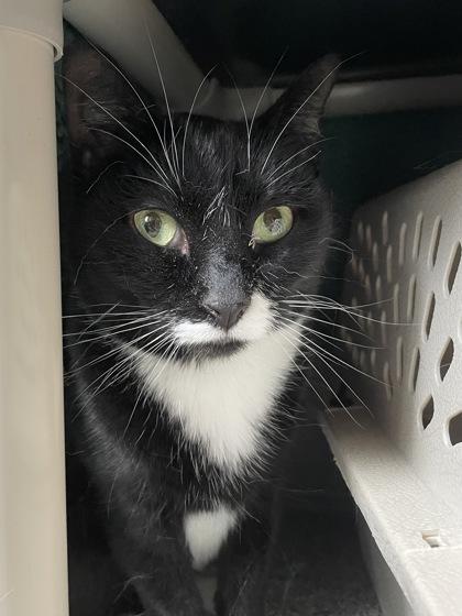 Enlarge Elsie, a Adoptable mixed breed in Madison, WI image 2/2