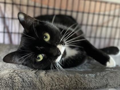 Elsie, a Adoptable mixed breed in Madison, WI image 3/3