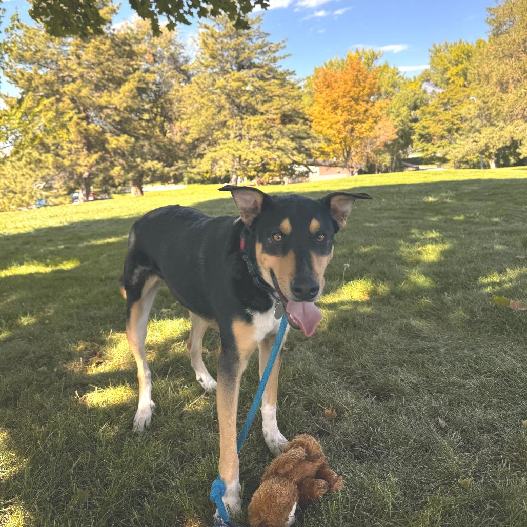Enlarge Songbird, a Adoptable mixed breed in Salt Lake City, UT image 2/6