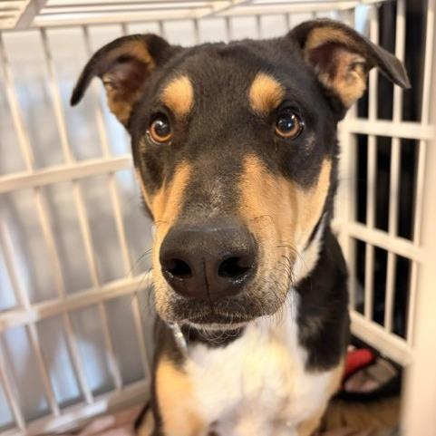 Enlarge Songbird, a Adoptable mixed breed in Salt Lake City, UT image 3/6