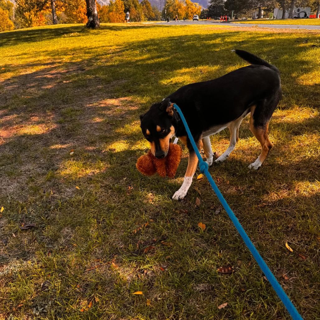Enlarge Songbird, a Adoptable mixed breed in Salt Lake City, UT image 4/6
