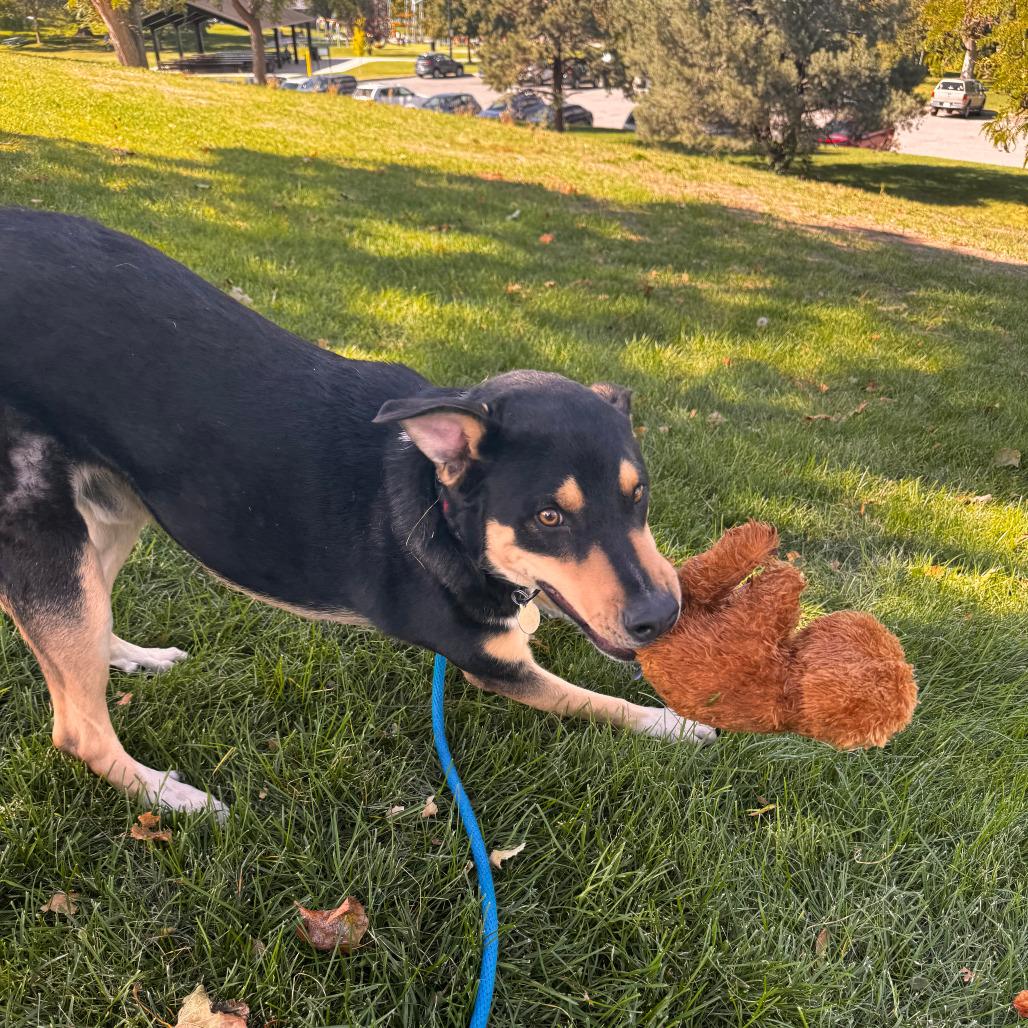 Enlarge Songbird, a Adoptable mixed breed in Salt Lake City, UT image 6/6