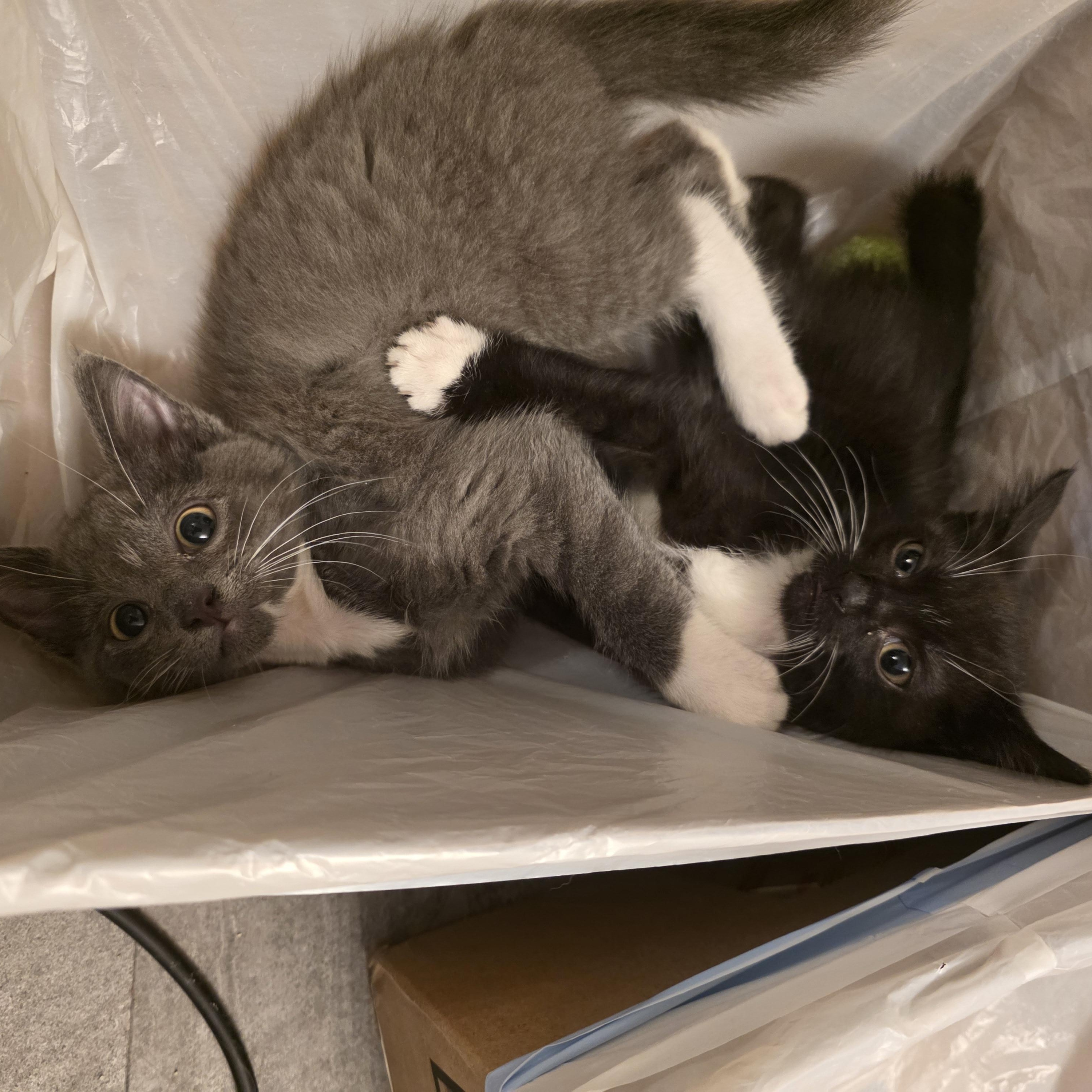 Enlarge Cammy, a Adoptable Domestic Short Hair in Hudsonville, MI image 2/4